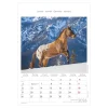 Bildkalender Tiere
