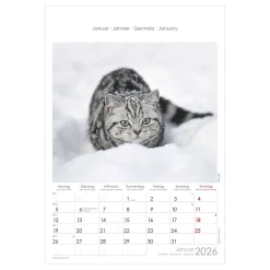 Bildkalender Tiere